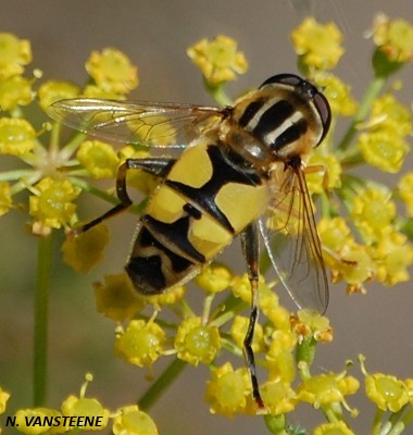 Helophilus trivittatus